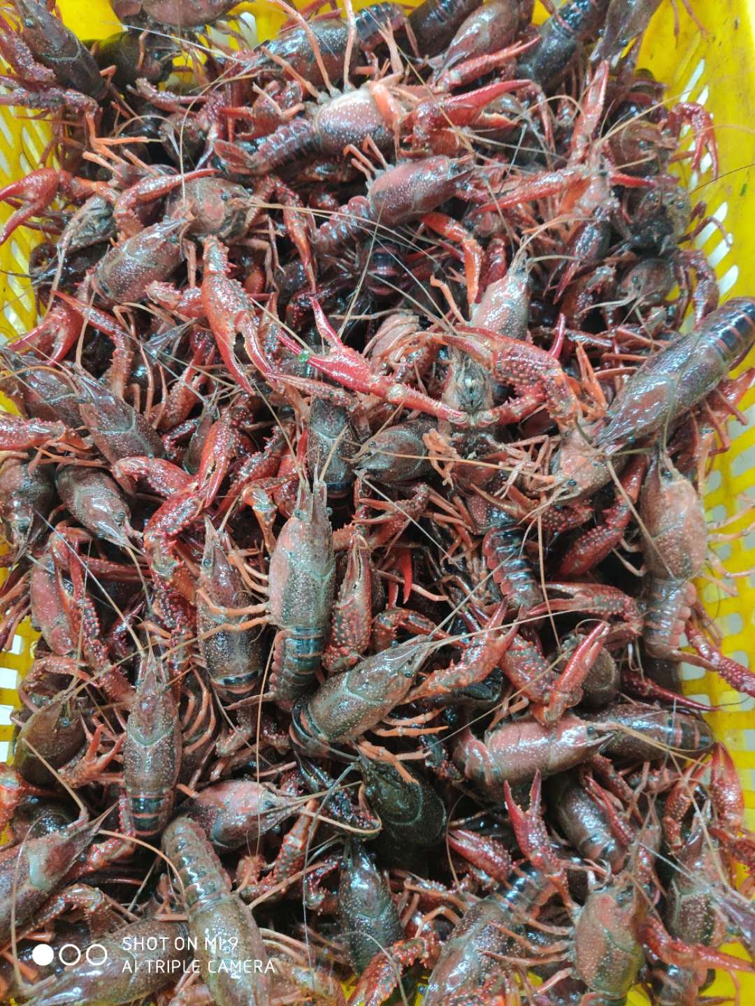 供应上海小龙虾批发