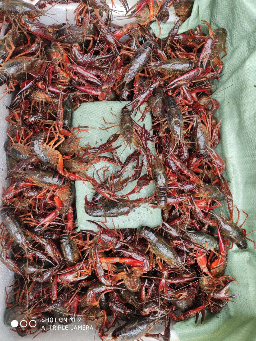 供应优鲜水产活虾小龙虾批发报价