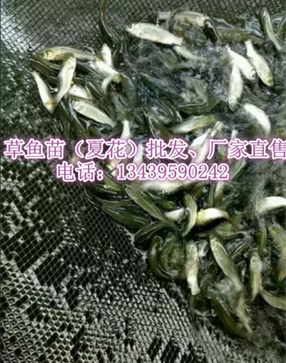 供应北京草鱼苗价格