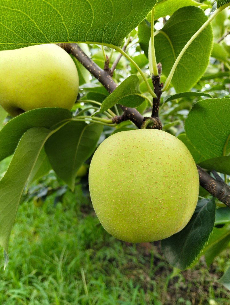 元黄梨，丰水梨，黄金梨