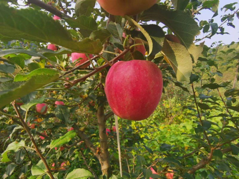 辽宁营口大苹果