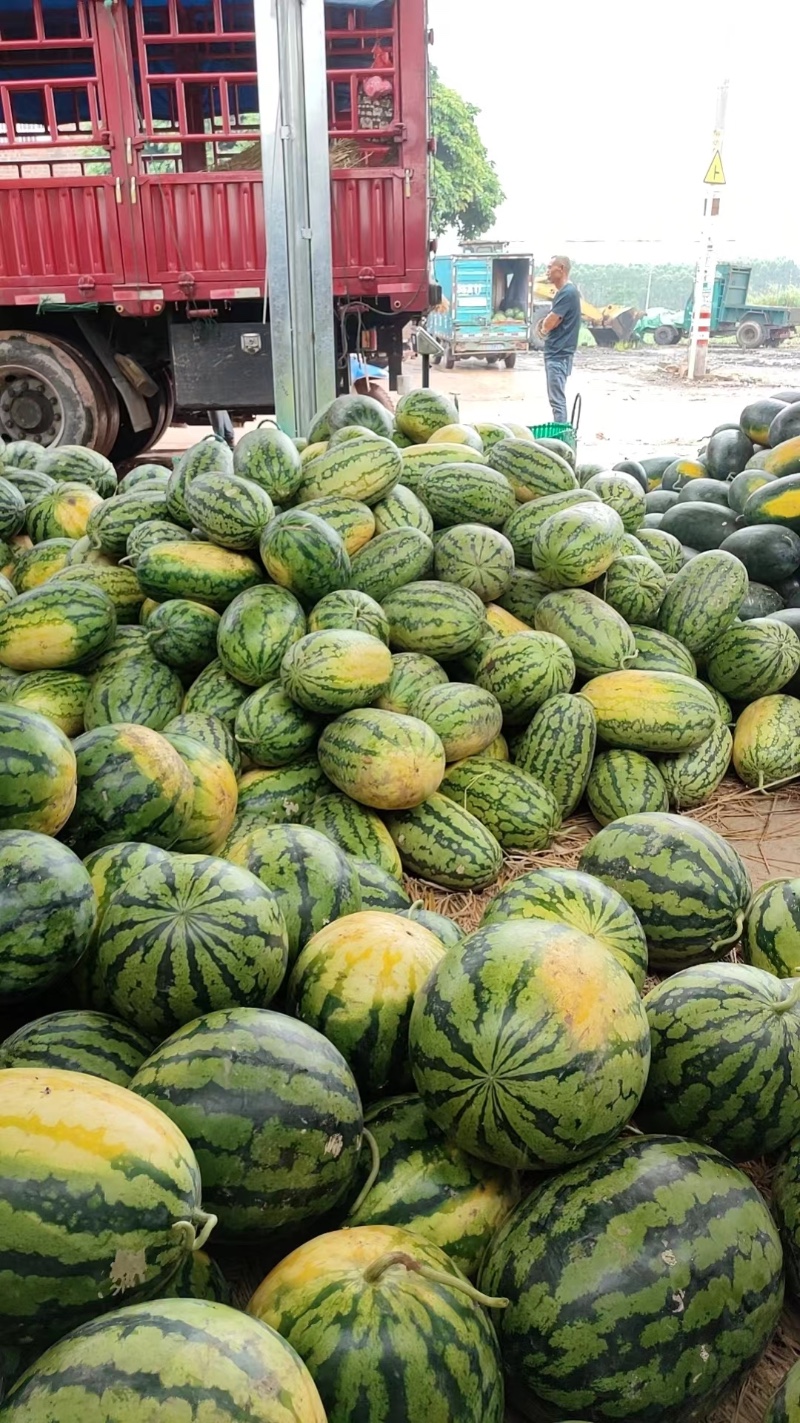 甜王西瓜绿爽西瓜黑美人西瓜