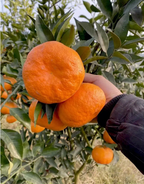 四川资阳柑橘原产地 代办   优良品种：明日见