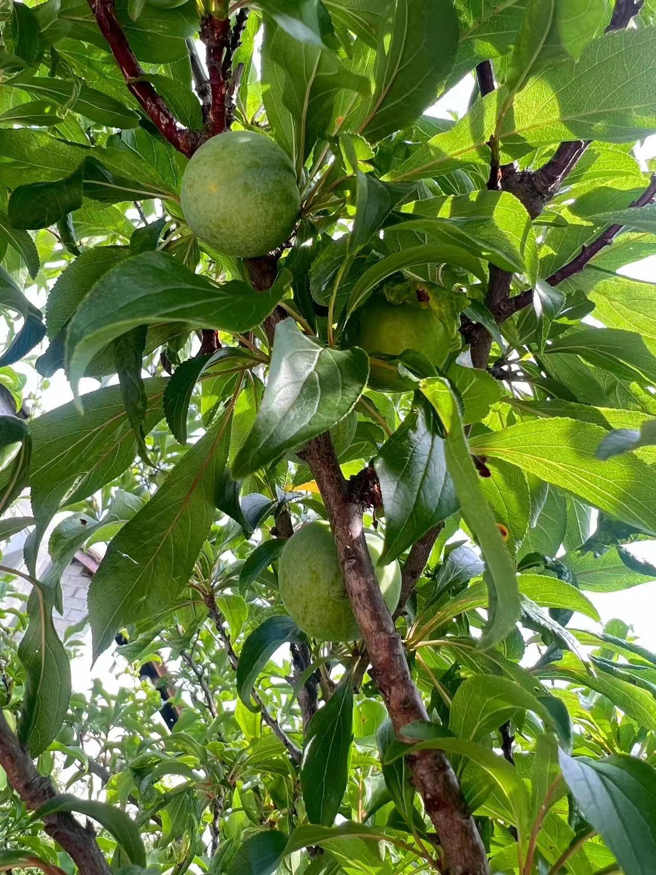 贵州蜂糖李 大量上市 价格实惠