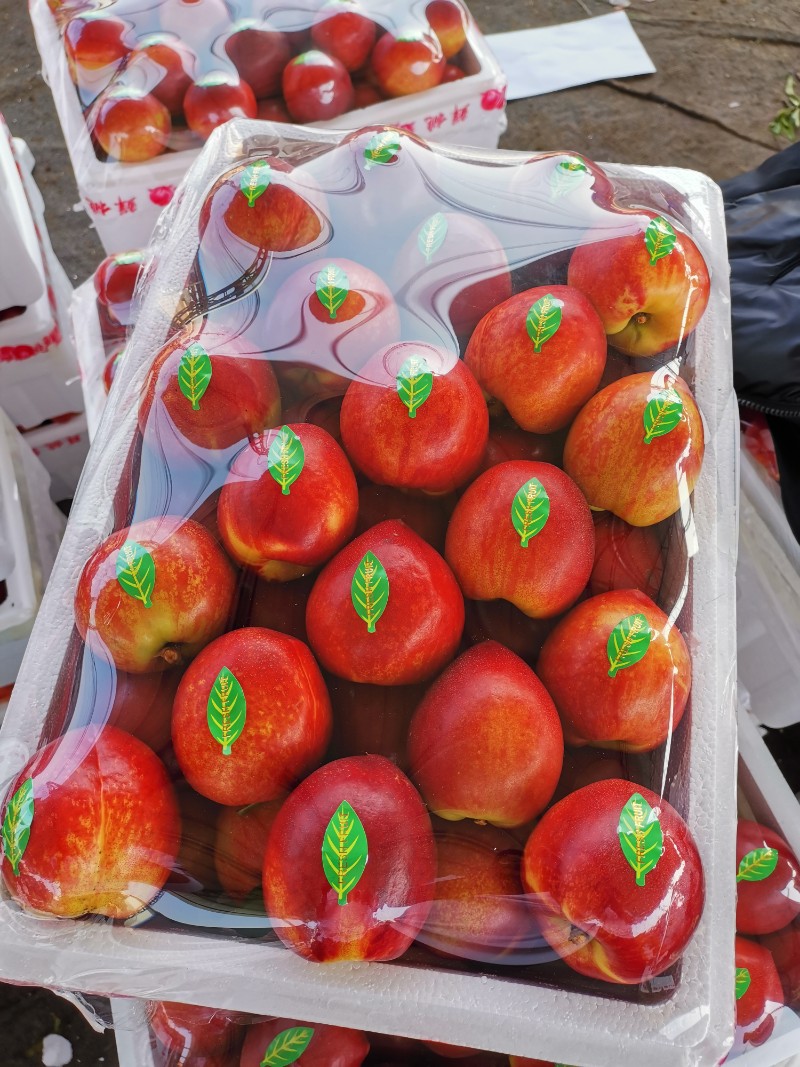 山东油桃大量上市