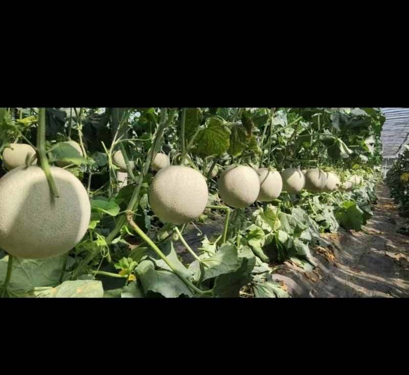 专业代办/玉菇 蜜露 梦露 羊角蜜 各类甜瓜