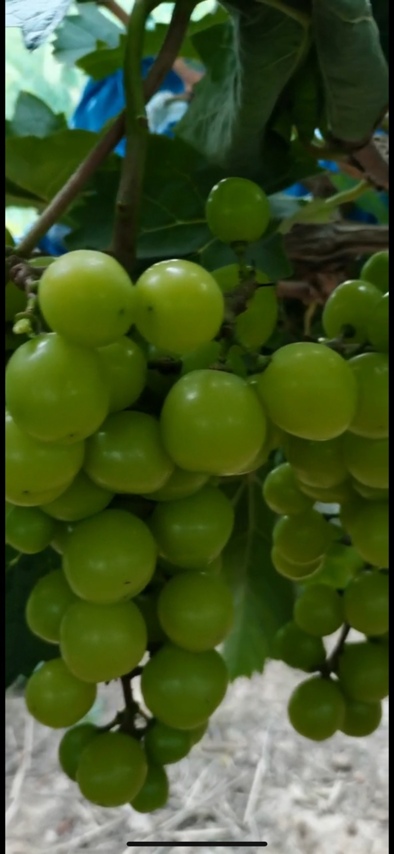 常德葡萄
