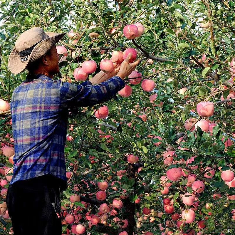 套袋红富士_规格70-85以上