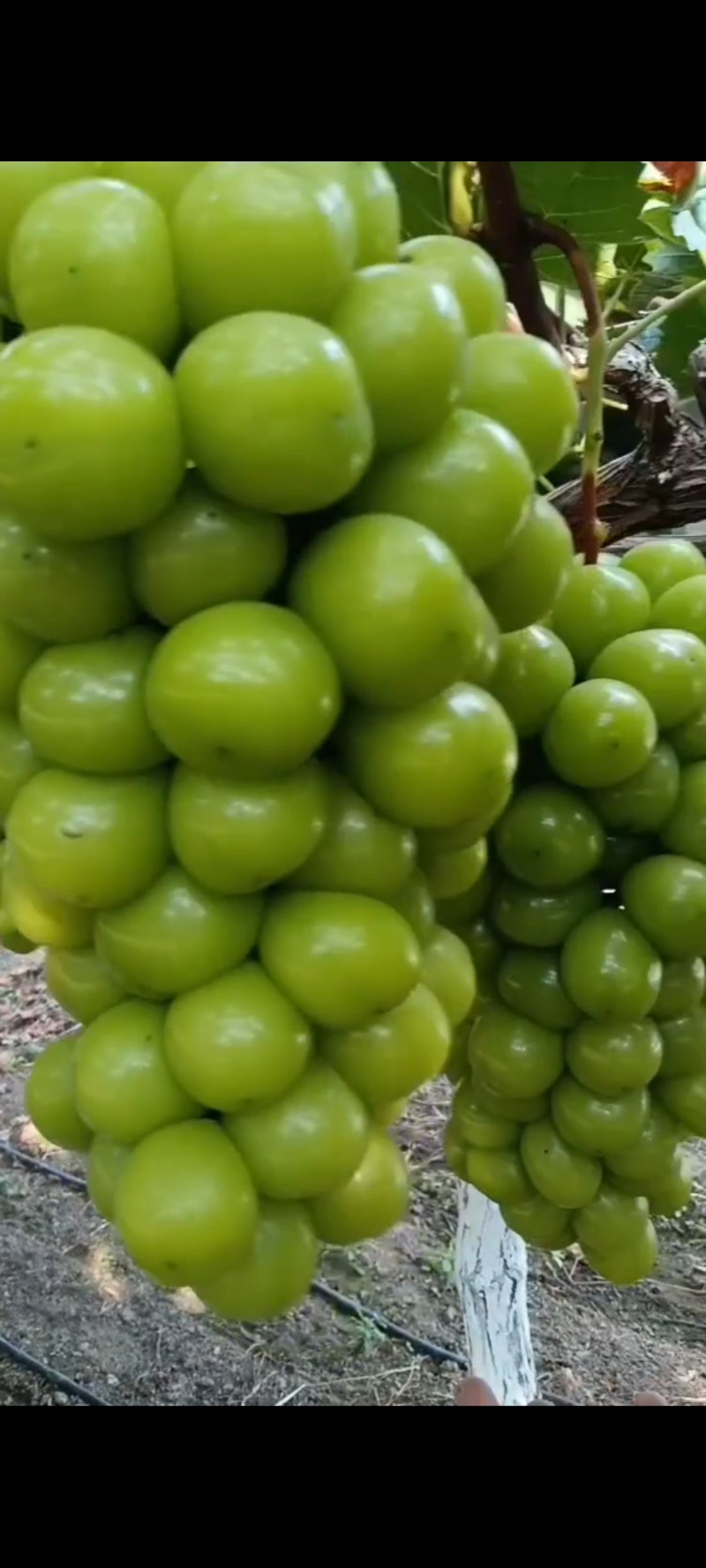 阳光玫瑰葡萄，晴王