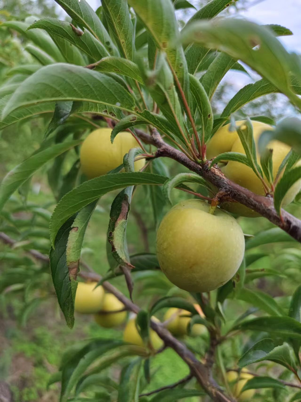 贵州六马蜂糖李