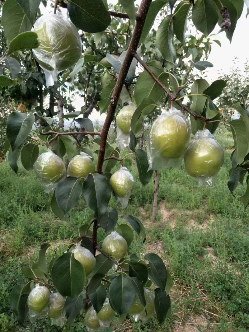 山西隰县玉露香梨