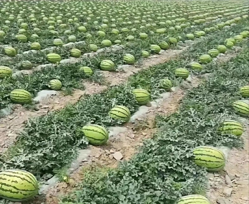 西瓜