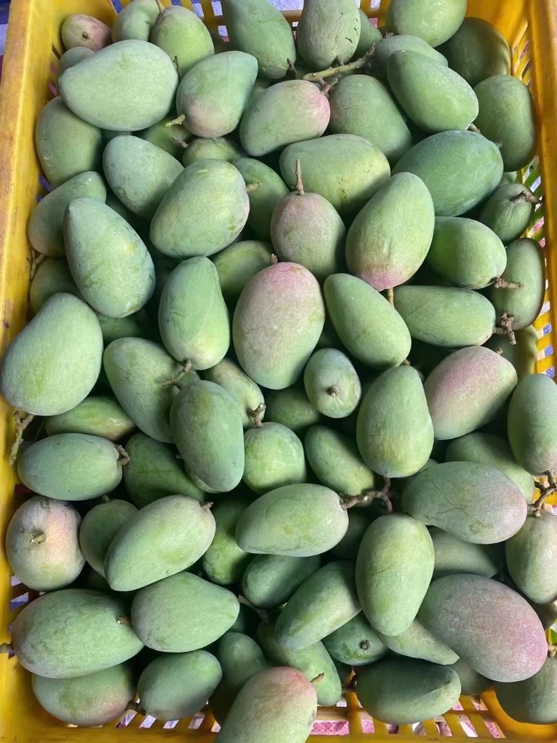 微➕202520254小台农108三件