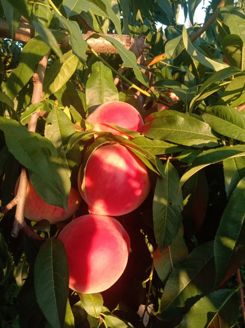 北京八号水蜜桃俗称小金鱼