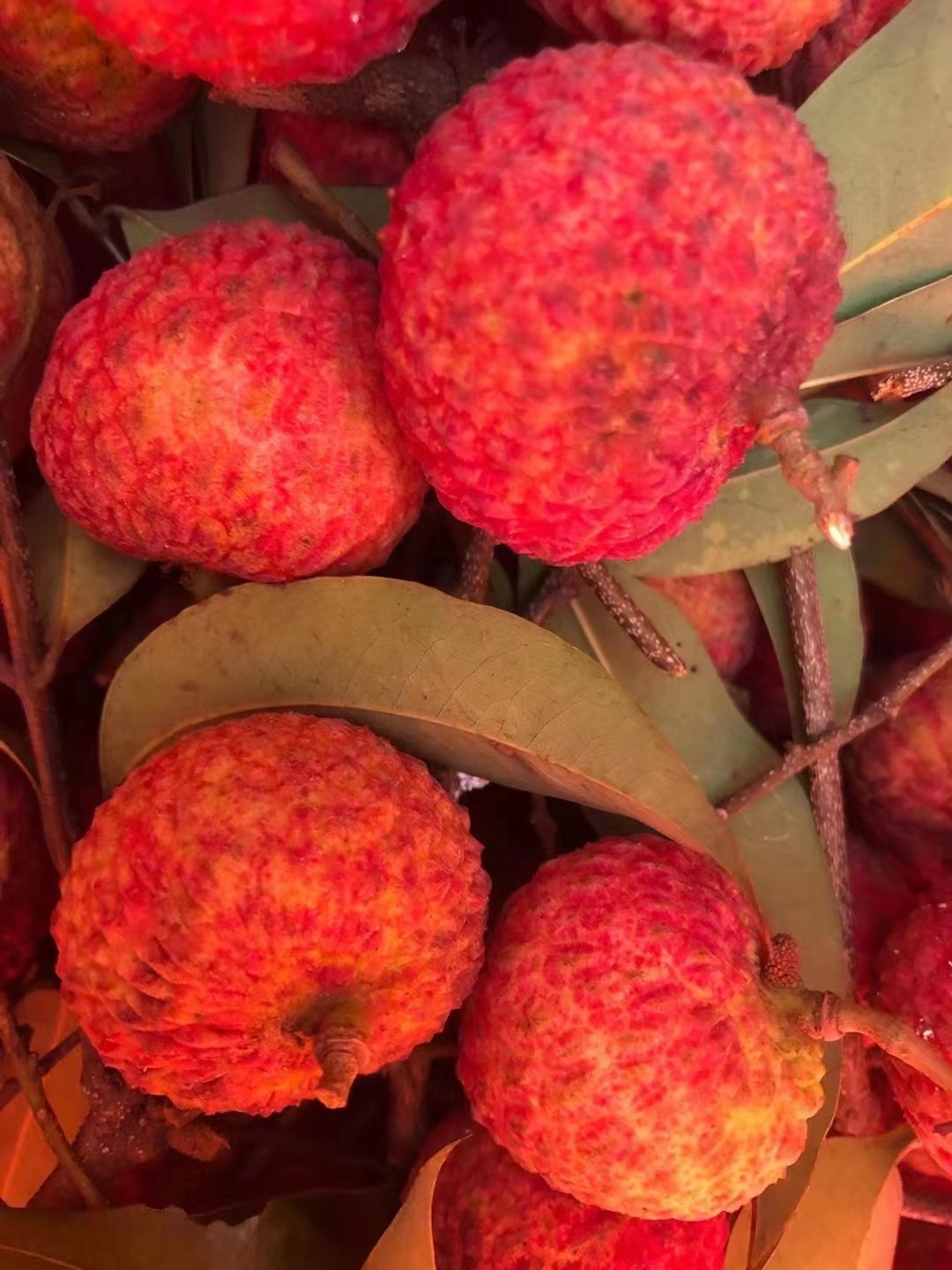 东莞银屏山荔枝-桂味，糯米糍