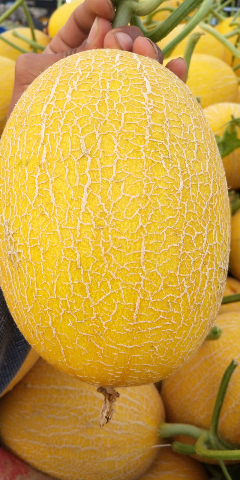 哈密瓜，黄皮哈密瓜，黄金6号，