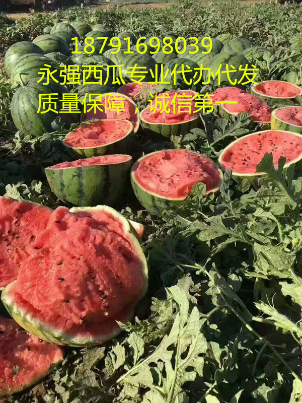 陕西甜王西瓜批发