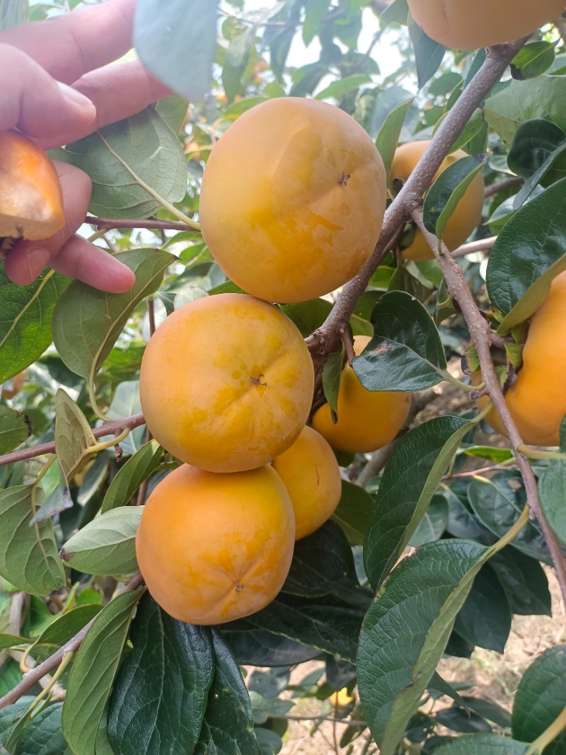 阳丰柿子批发，火葫芦柿子批发，陕西柿子产地