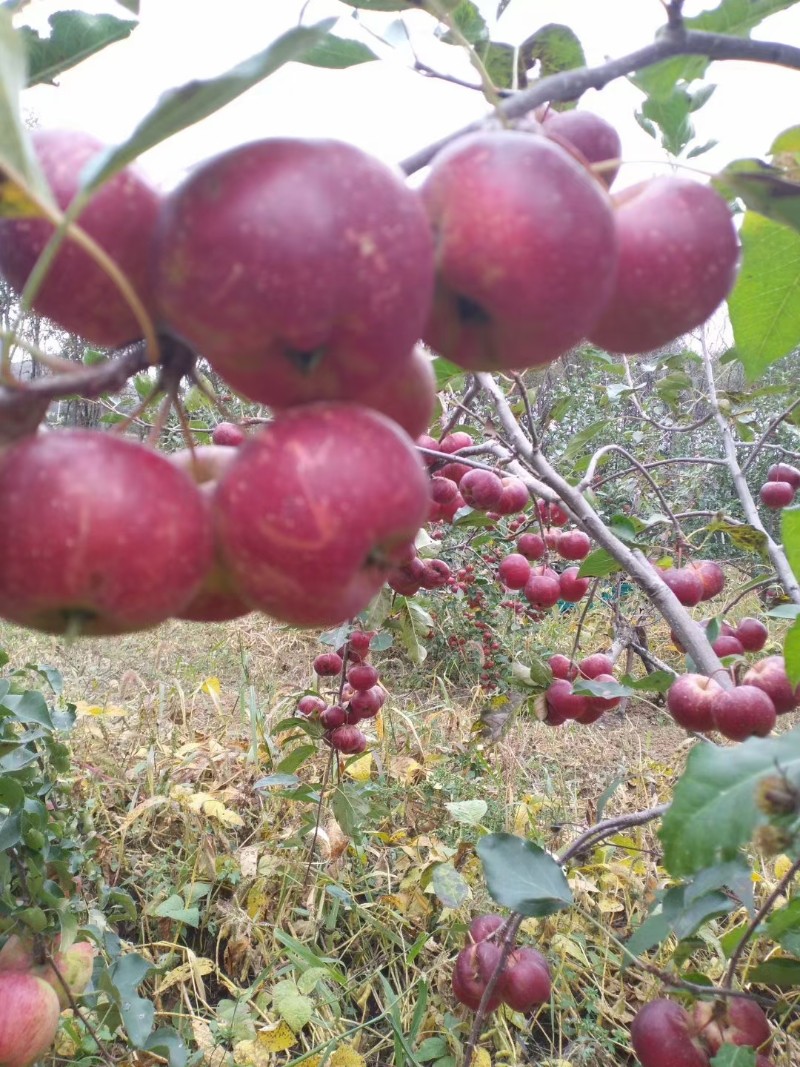 东北大秋果、苹果