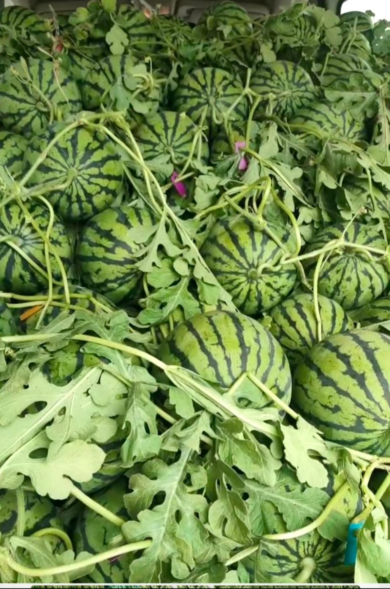 宿迁精美嘉年华西瓜，美都，2025