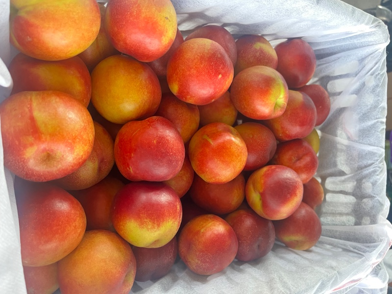 山西临猗油桃  金铭 金冠等大量上市 果形好 糖度高 支持全国发货
