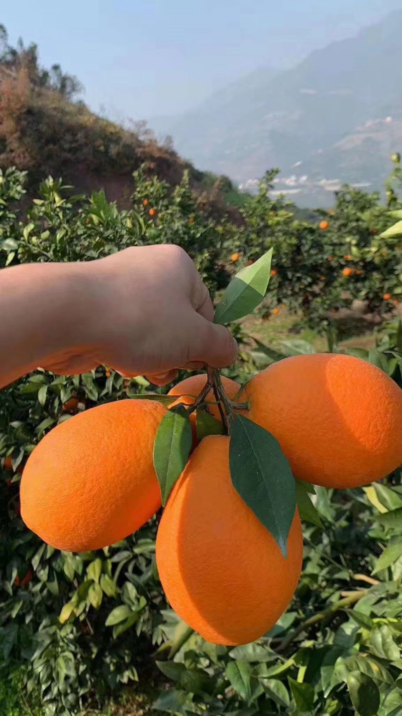 奉节脐橙