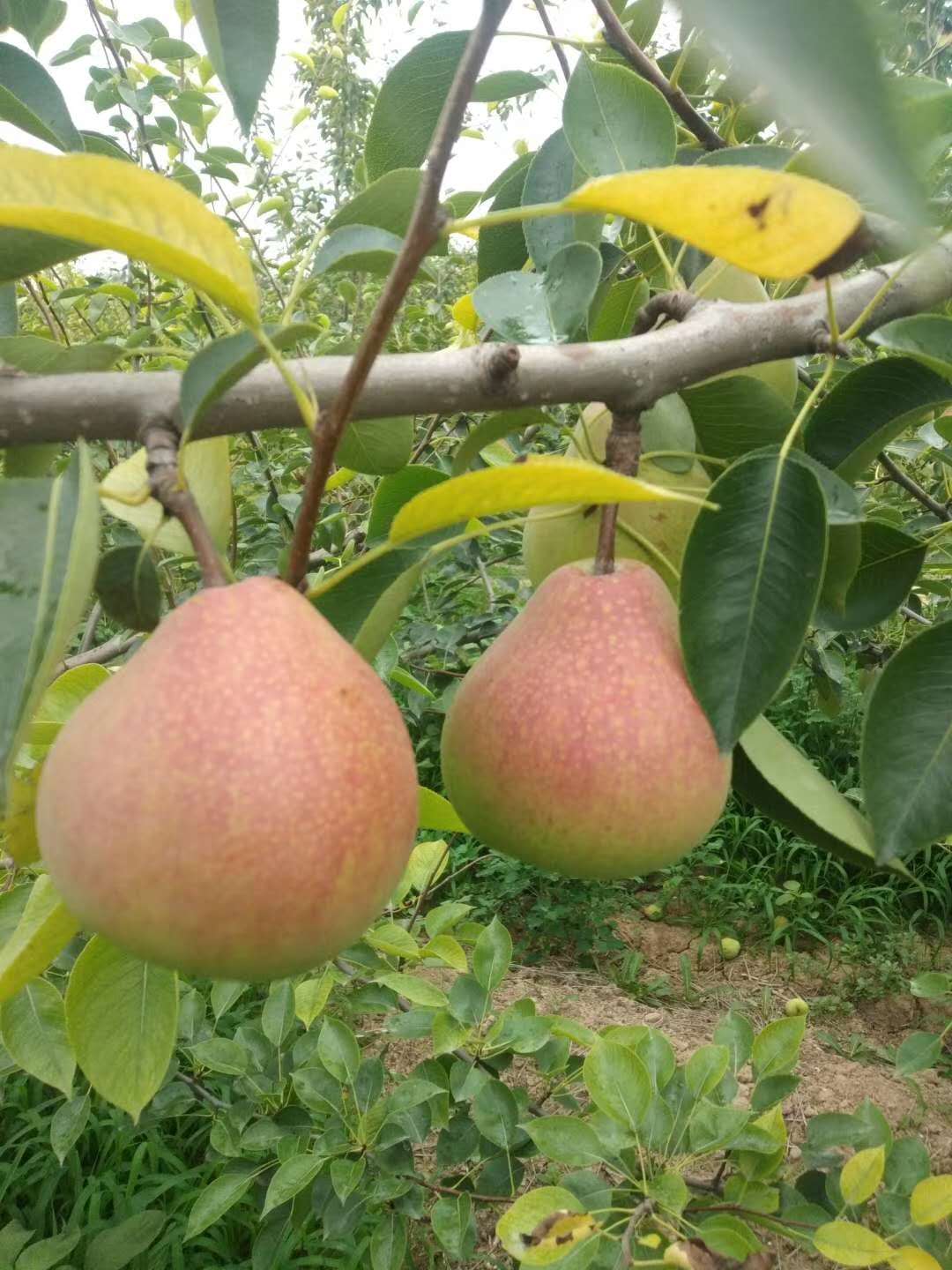 七月红梨    嘎啦  美八 大量熟了 客商下手要快 不然好货就没了