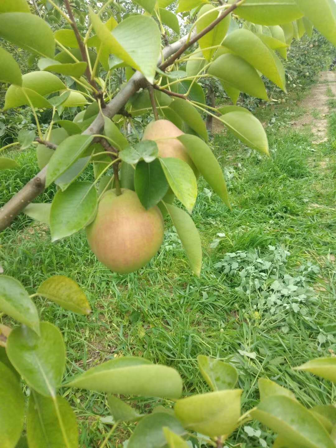 客商抓紧机会 赚钱机会来了  七月红梨 各种苹果 大量熟了！！！