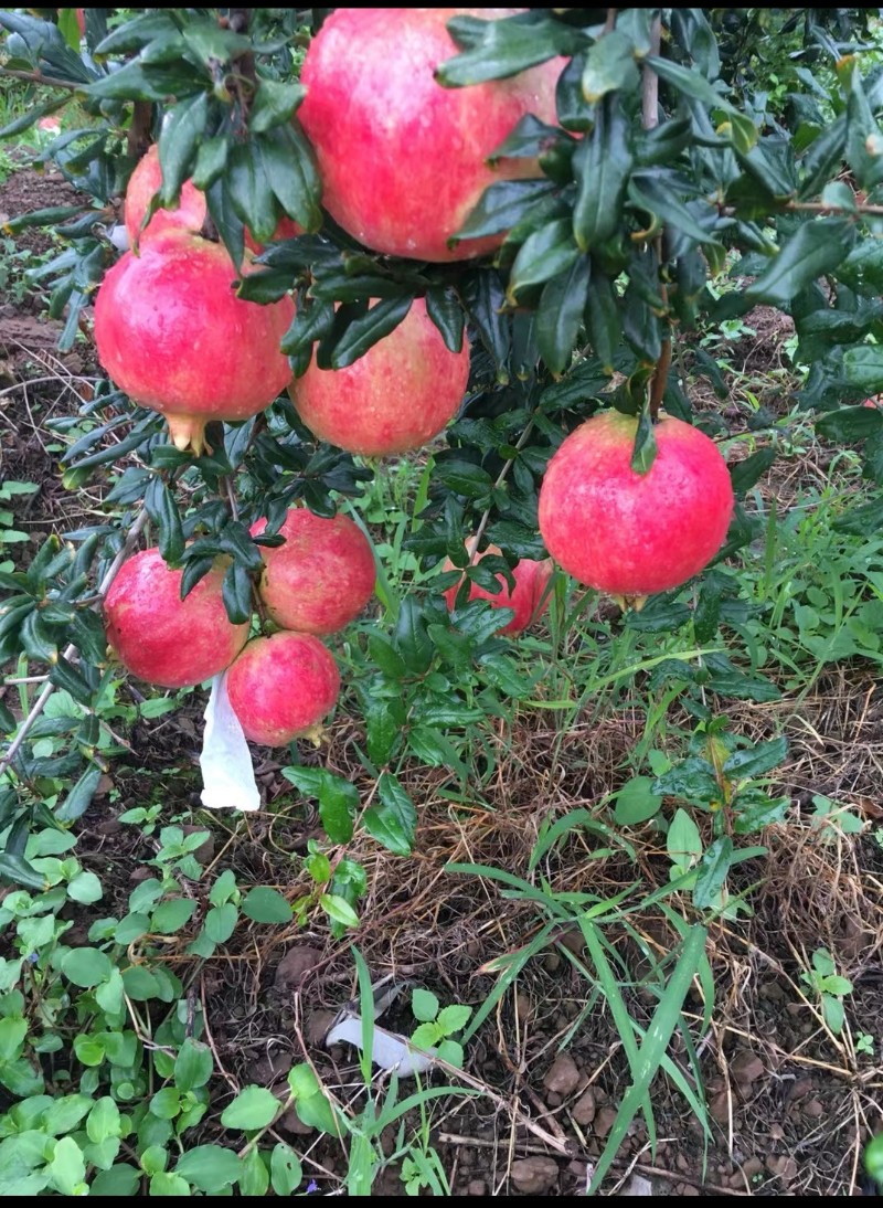 会理突尼斯软籽石榴