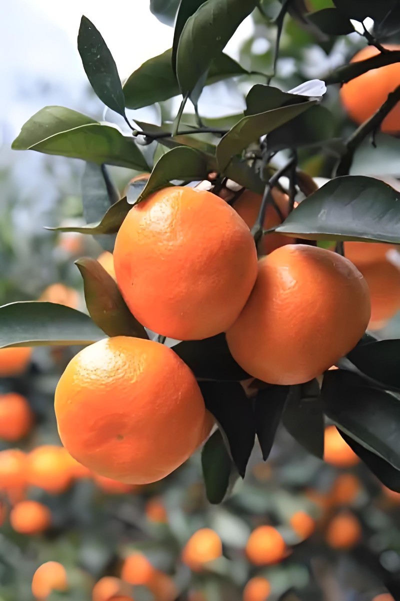 湖北特早蜜桔湖北宜昌特早桔子产地批发