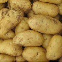 山东优质荷兰十五土豆，生姜红薯大量供应