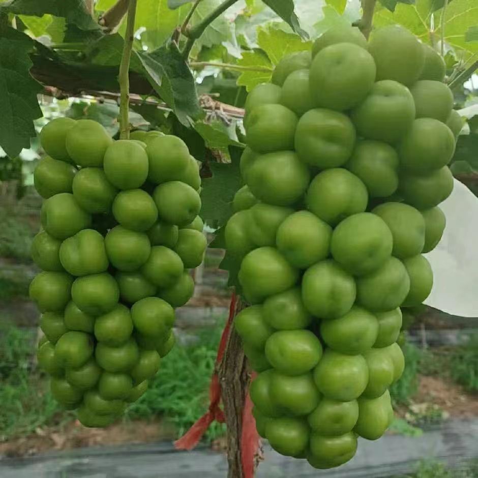 夏黑葡萄和阳光玫瑰