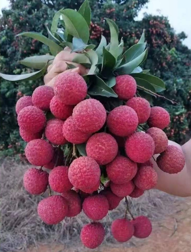 淮枝 凤花荔枝