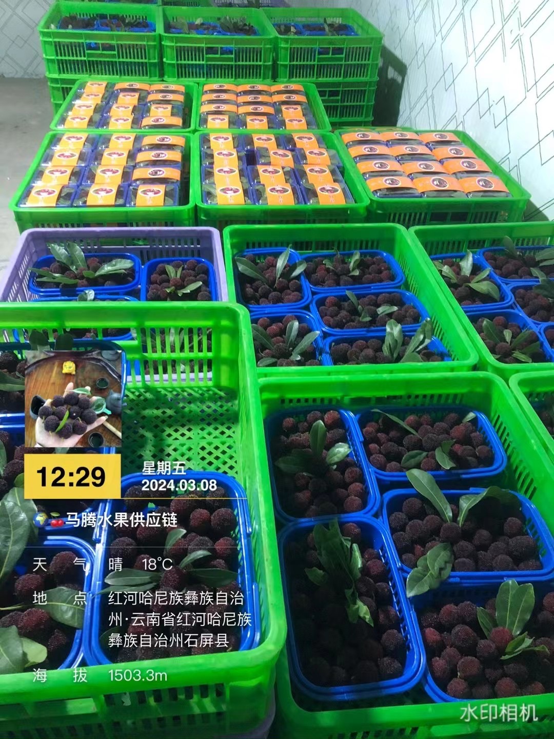 石屏大杨梅