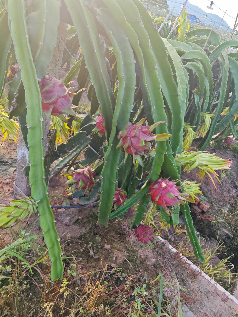 红心火龙果