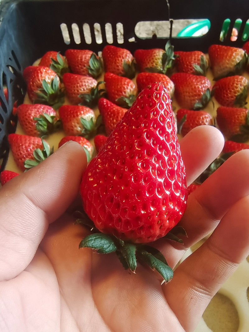 红颜草莓