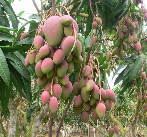 求购广西玉林芒果苗与芒果树品种简介