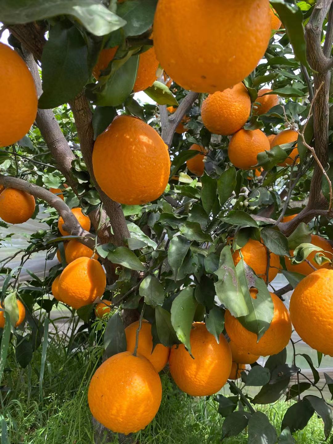 清见，不知火，丑橘，耙耙柑，爱媛38，沃柑