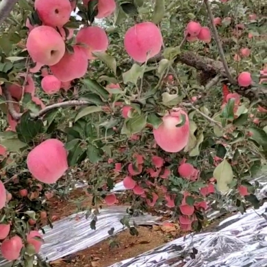 山东红富士苹果产地大量上市