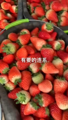 妙香，宁玉草莓，江苏邳州草莓