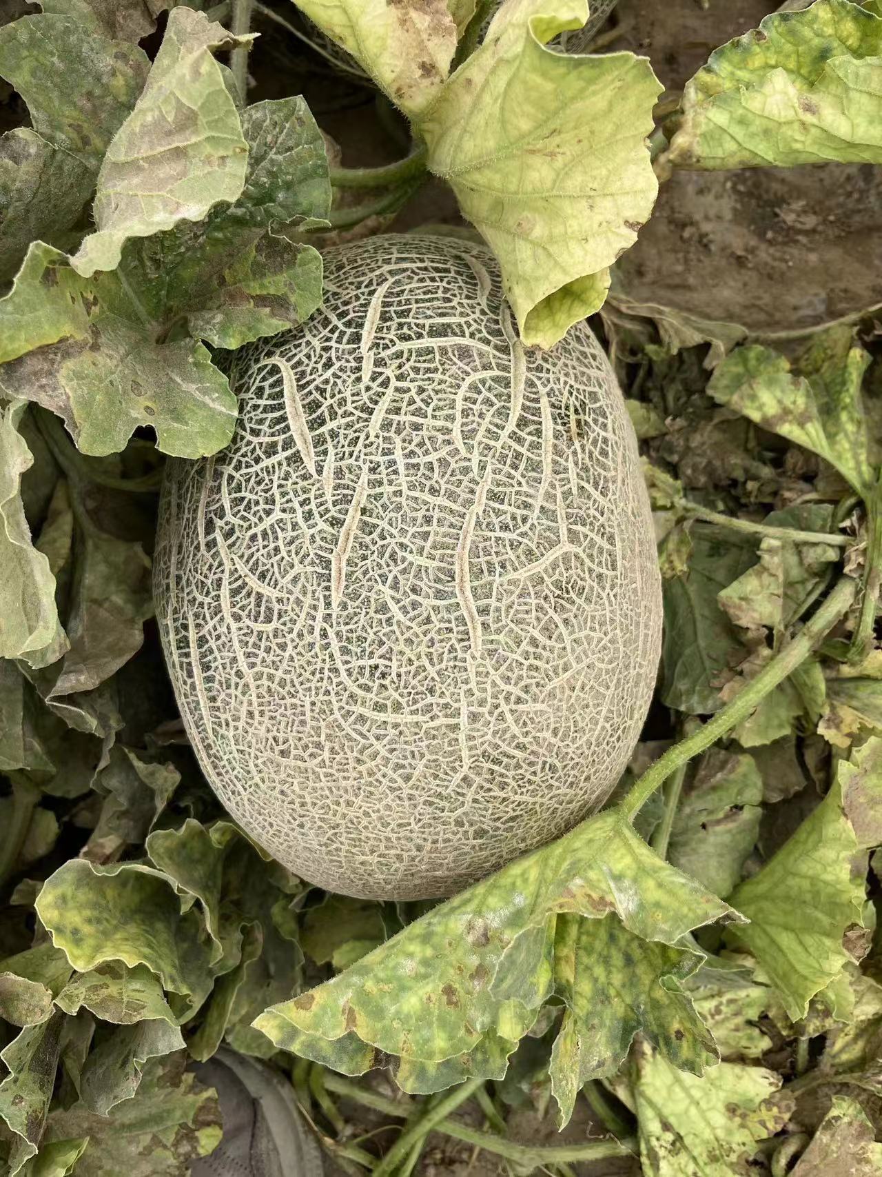 新疆哈密瓜，网纹瓜，大漠瓜