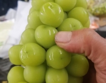 山东优质阳光玫瑰葡萄大量求购，货源充足