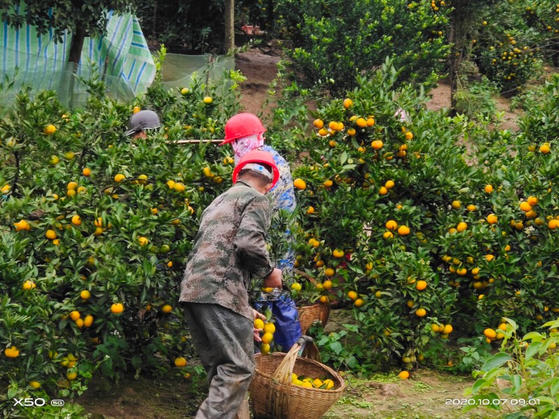 柑桔！湖北荆州公安县卷桥柑桔