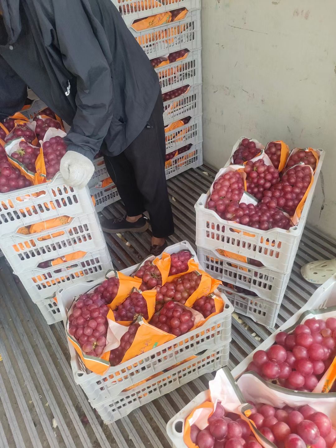 巨峰精品葡萄各位老板请直接电话联系