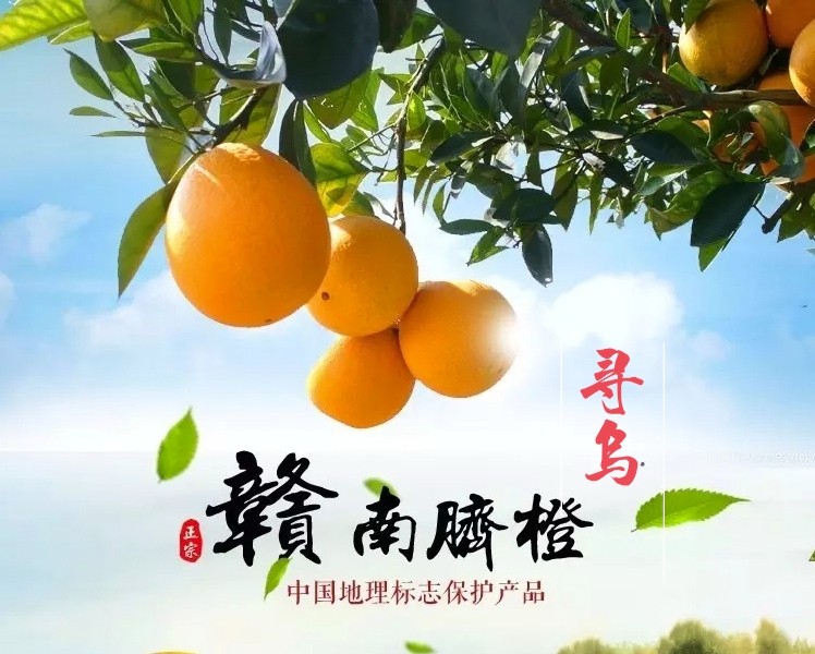 赣南脐橙