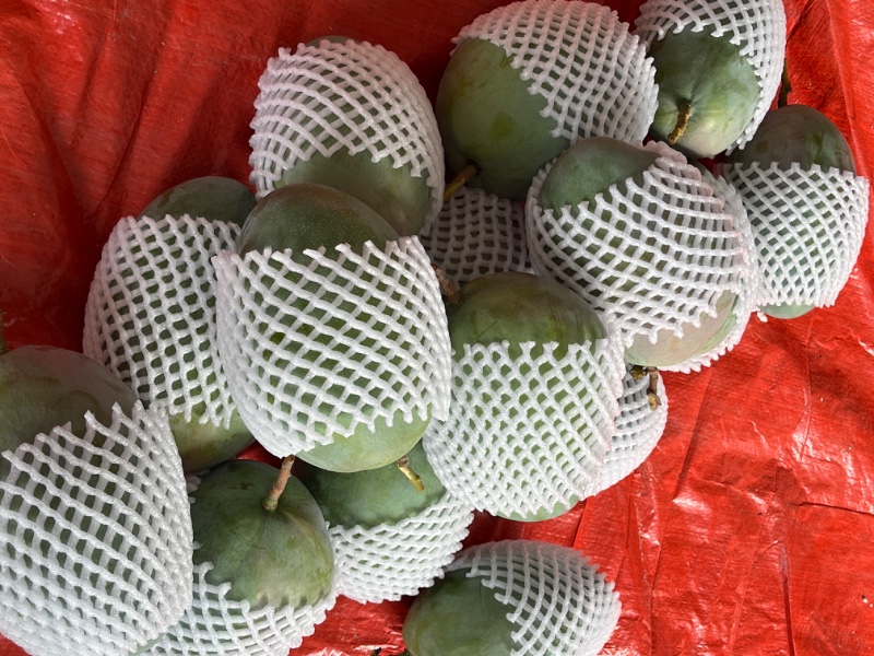 原产地芒果