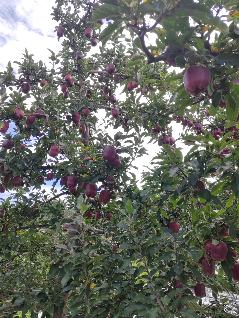 天水花牛，高原红，冰心糖富士