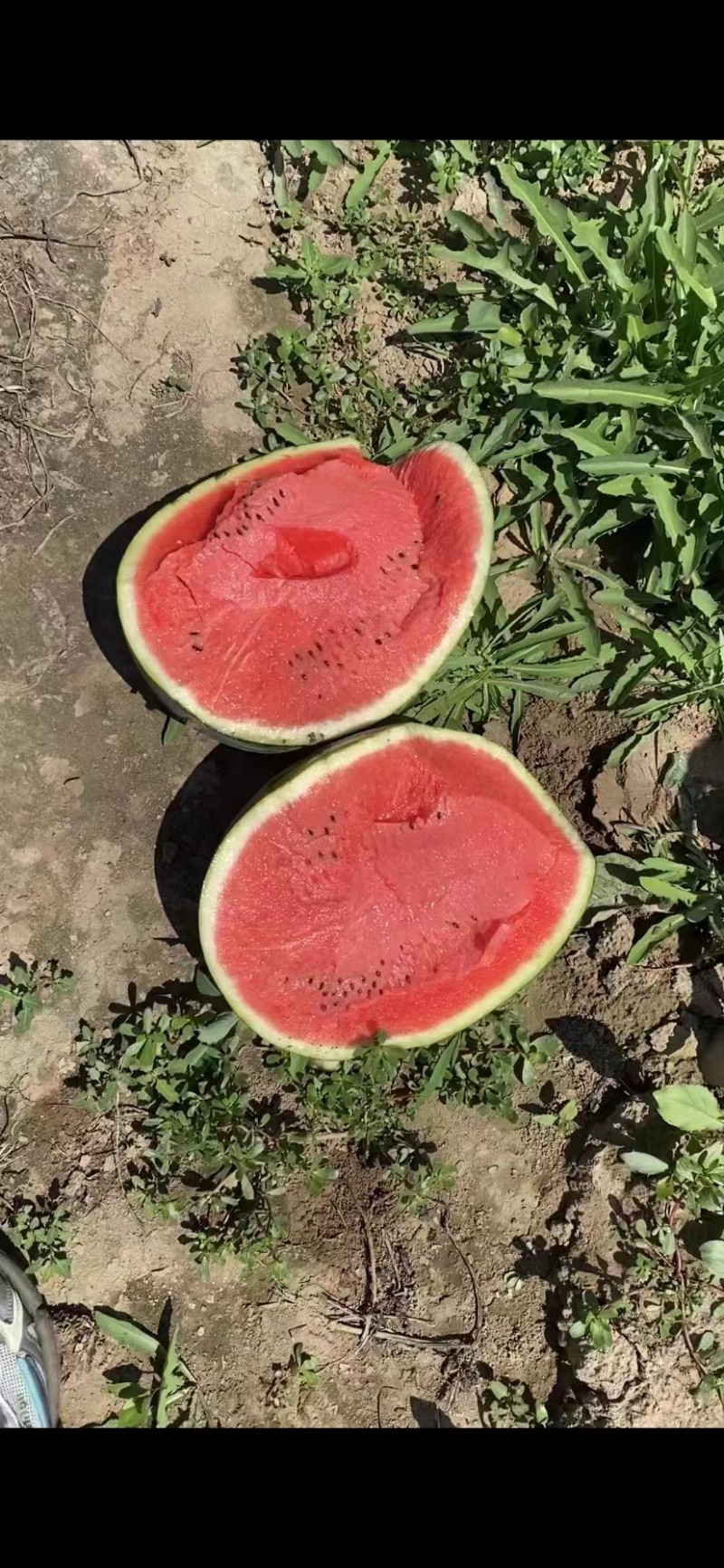 西瓜