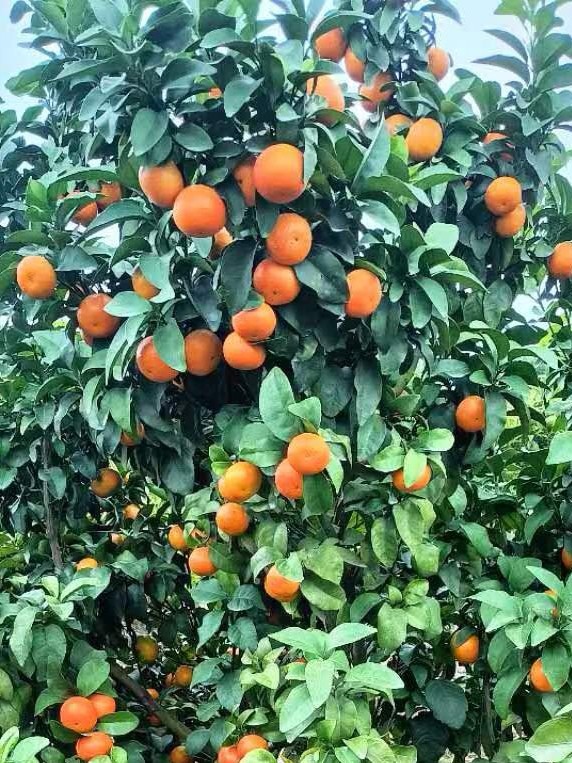 金秋砂糖橘（电话 周20252025039）