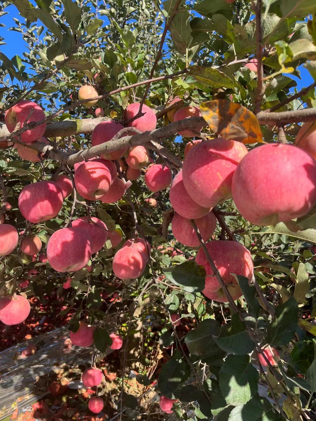 原产地精选苹果